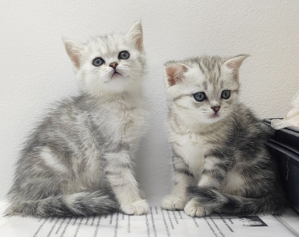 Шотландские прямоухие котята
