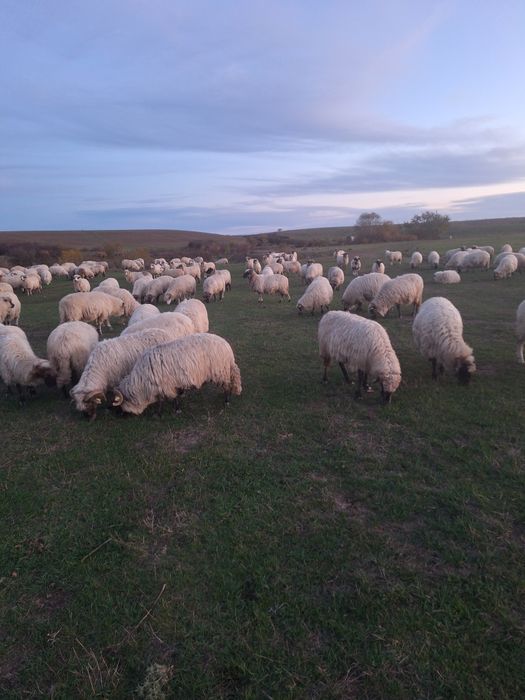 De vlnzare oi de tinut