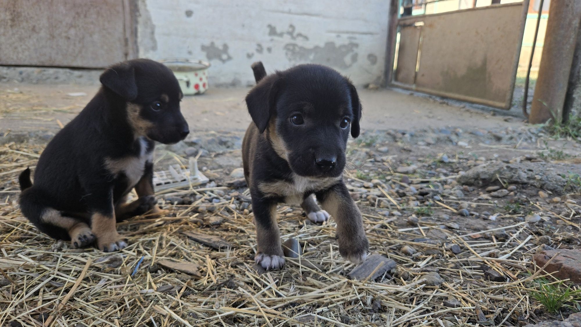 Donez 2 căței adorabili, metiși, de talie mică-medie (1 lună)
