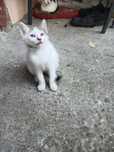 Pisicuță spre adopție