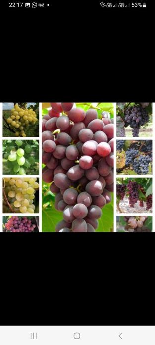 Vand butasi vita de vie hibrida