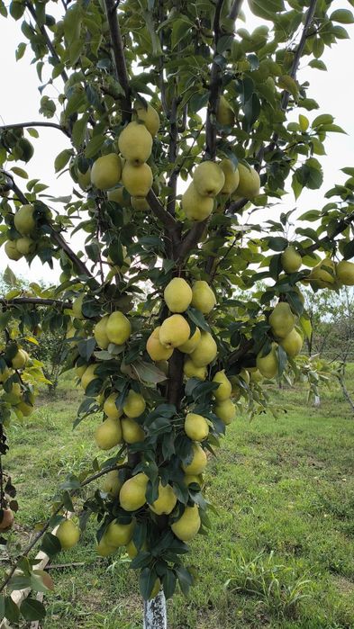 Pomi fructiferi altoiti