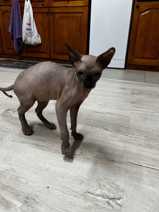 Канадски сфинкс .