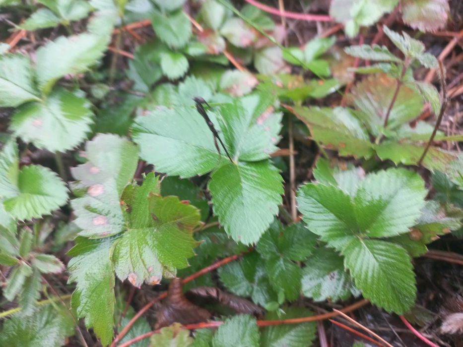 горски ягоди от България 0.33лв