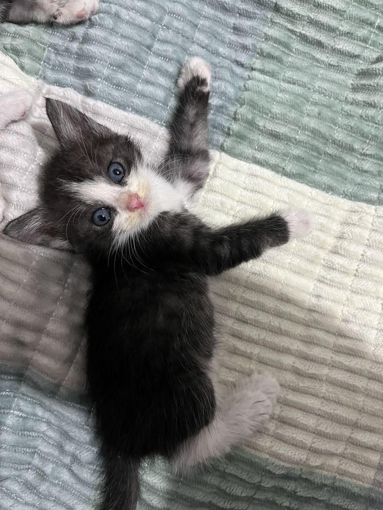 Отдам котят в добрые руки