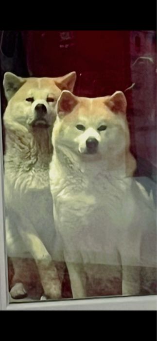 Akita Inu – pui disponibil, vaccinuri la zi și carnet de sănătate