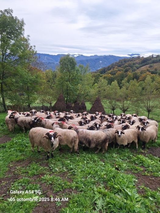 Vând oi 60 de bucăți