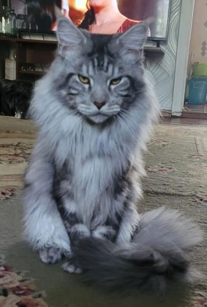 Шикарный котенок породы Мейн-кун