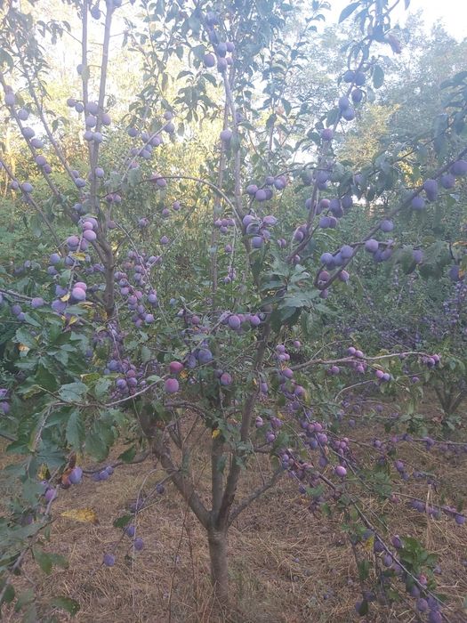 Prune anaspet bio,consum,tuica