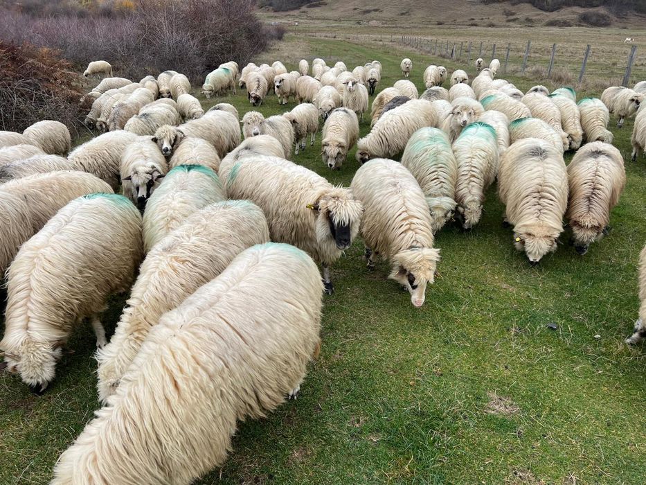 Vând oi tinere sau schimb cu vaci