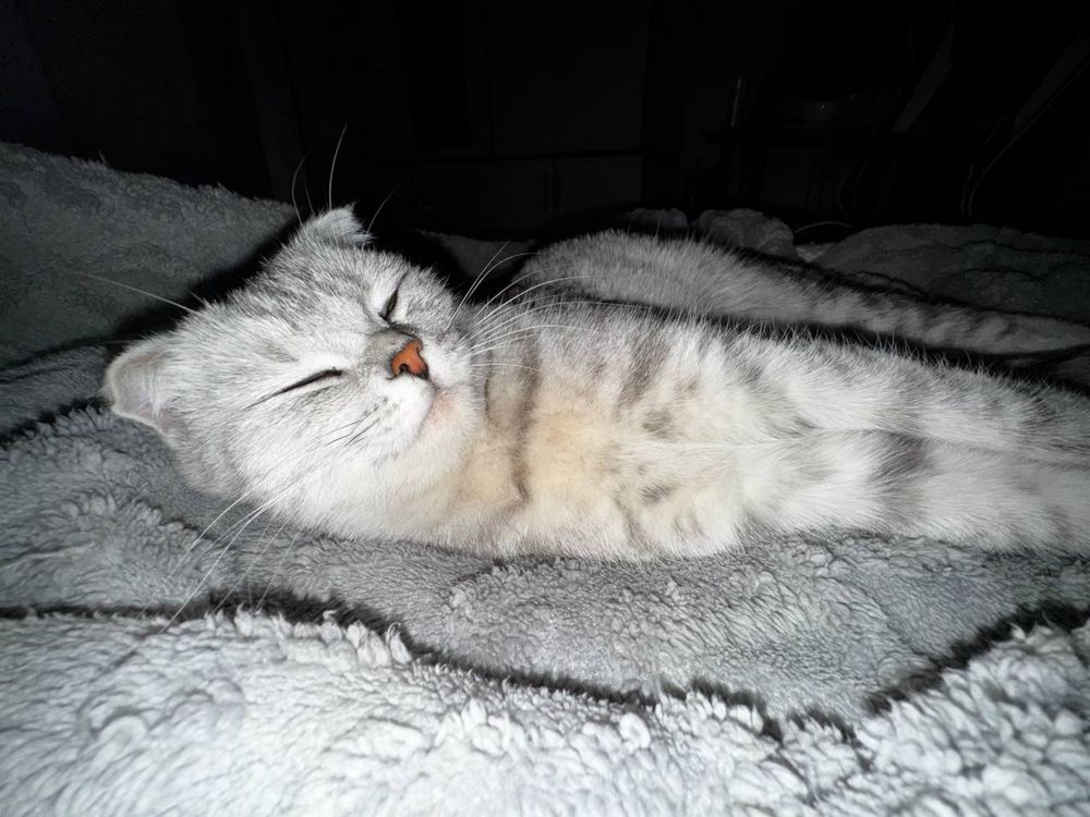 Ищем кота для вязки