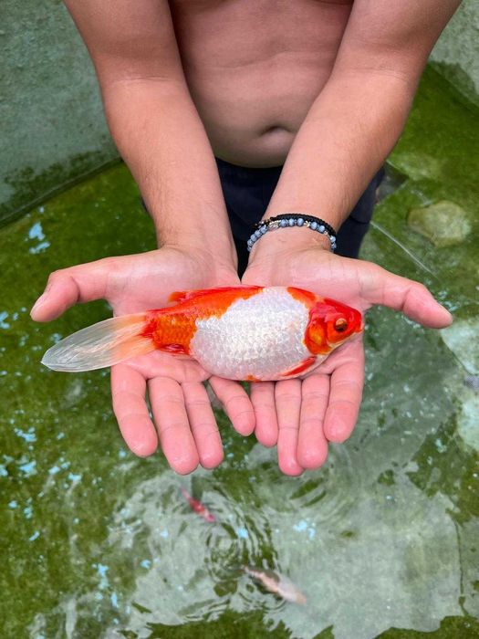 Vand Pești Iaz / Acvariu - Carasi aurii/Colorati