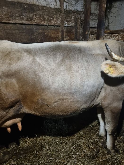 Vaca de vanzare gestantanta