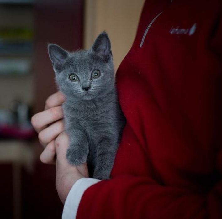 Puiuț British Shorthair