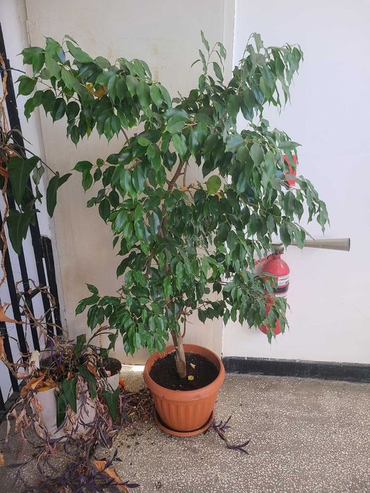 Цвете Бенджамин -160см