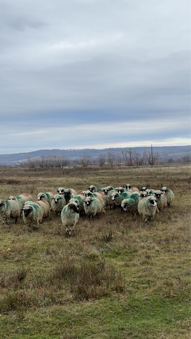 Oi tinere de vanzare