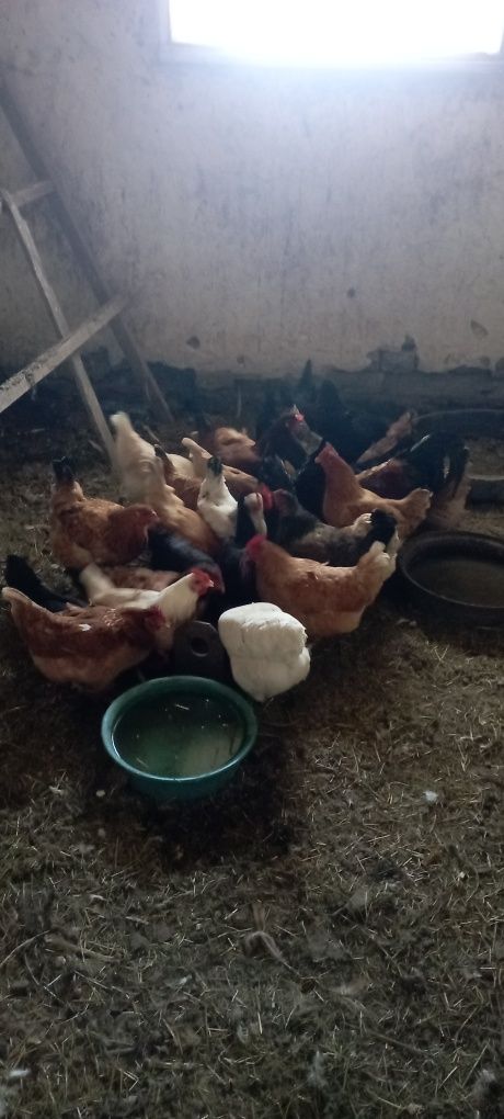 Продам домашних кур