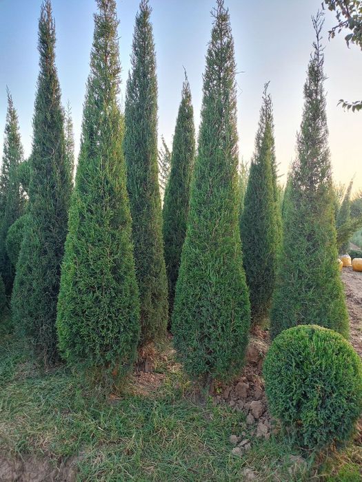 Archa daraxtlarga shakl beramiz,gullar ekamiz gazon ekamiz