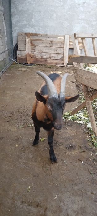 Vand  tap  alpin de rasa   pura