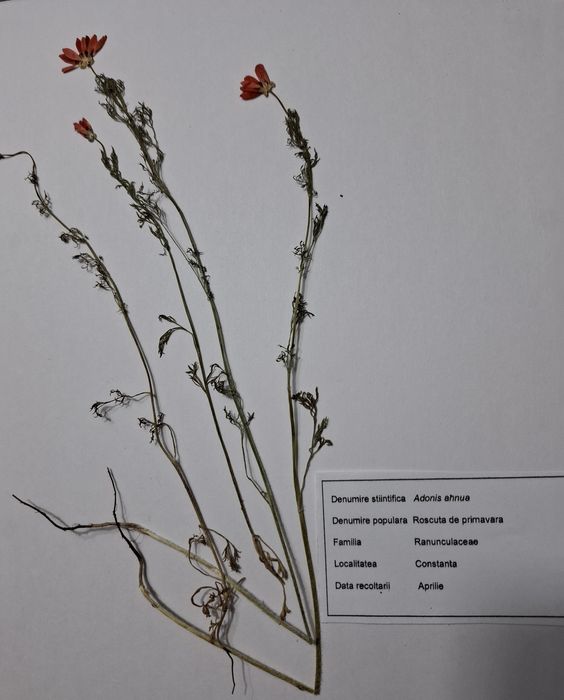 Ierbar de la 30 plante la 100, comune/medicinale cum doriti