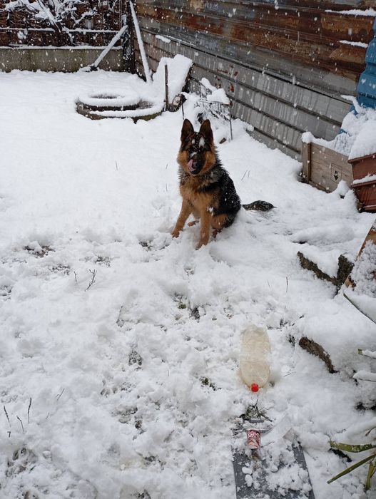 Немска овчарка поради заминаване в чужбина