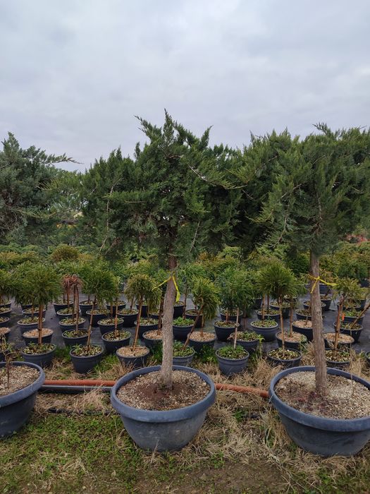 Plante ornamentale calitate