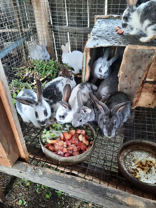 Продам кроликов.