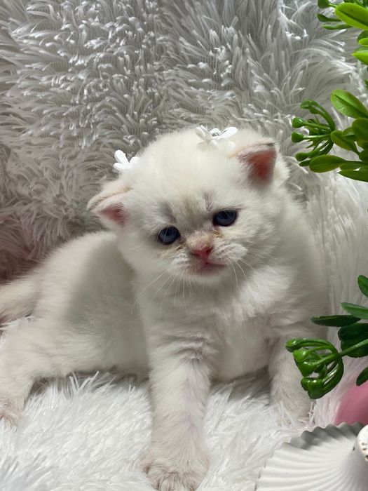 Британские плюшевые  шиншиллы