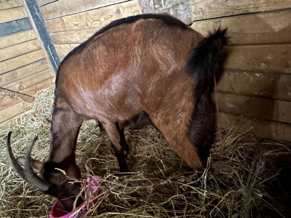 2 iedute Alpina Franceza