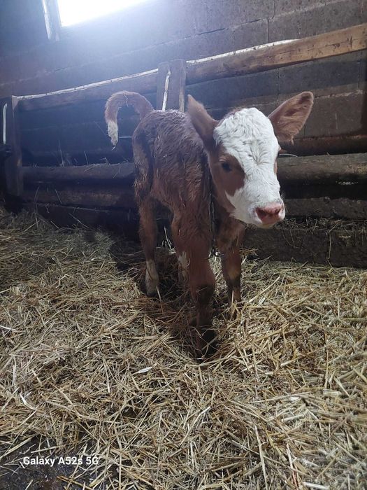 Vitel baltata romaneasca