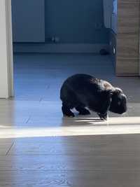 Домашний черный кролик вместе с клеткой