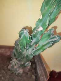 kaktus Кактус yarim metrdan oshadi