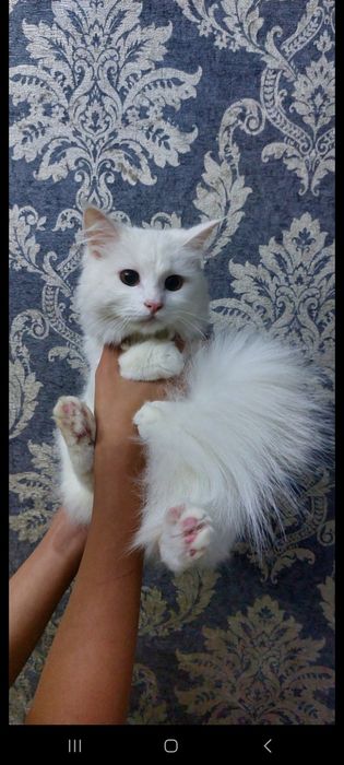 Продаётся кошка породы Highland Straight