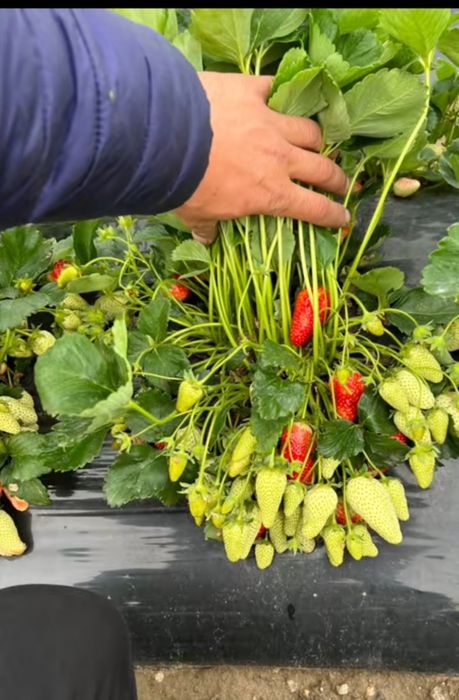 Разсад ягоди  качество и корекност