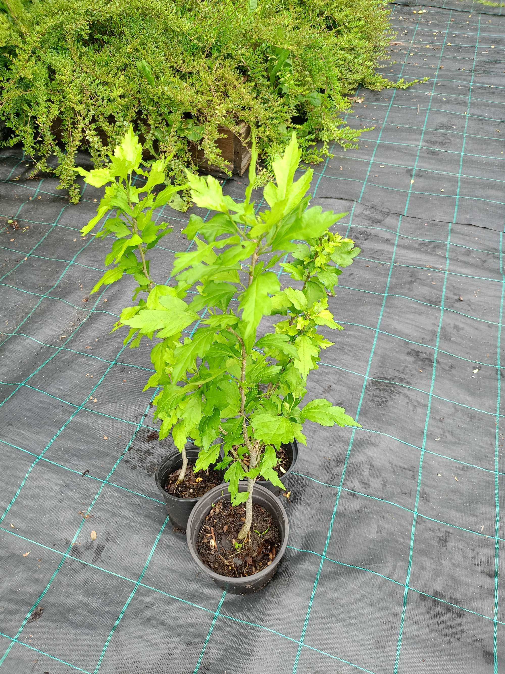 Ружа, хибискус, Нibiscus syriacus.