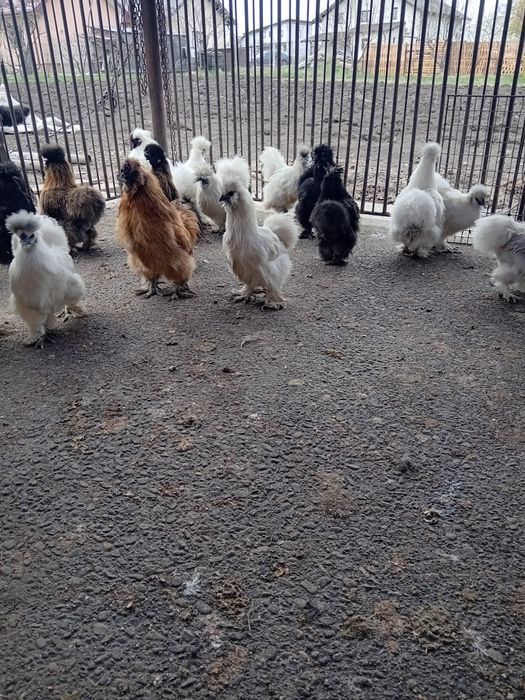 Oua matase japoneza de vanzare