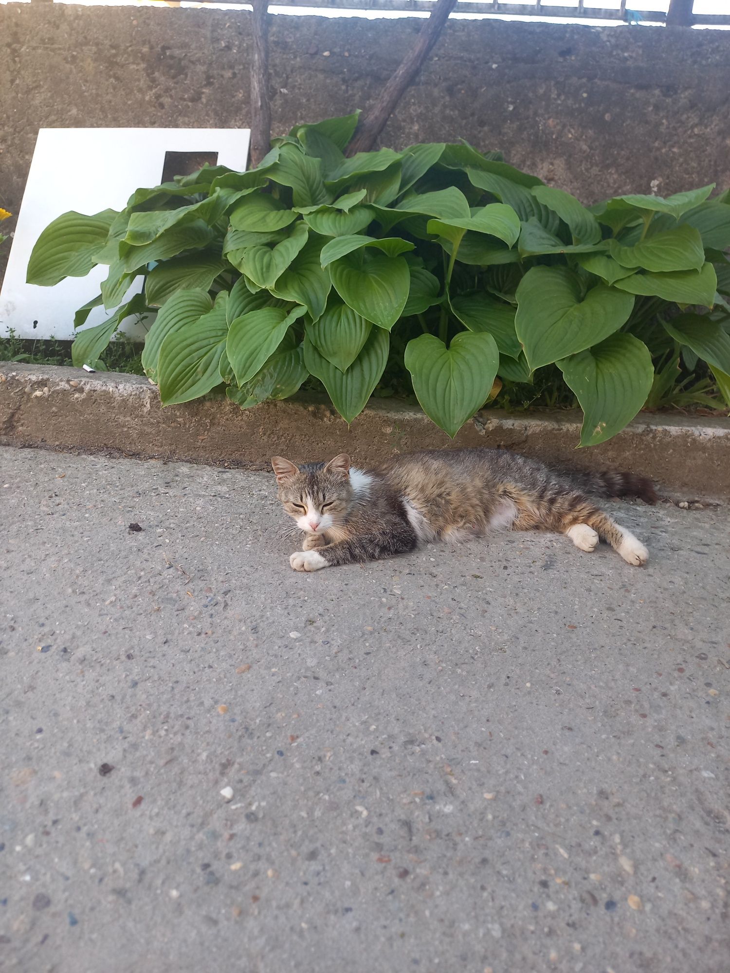 Малки котенца за осиновяване