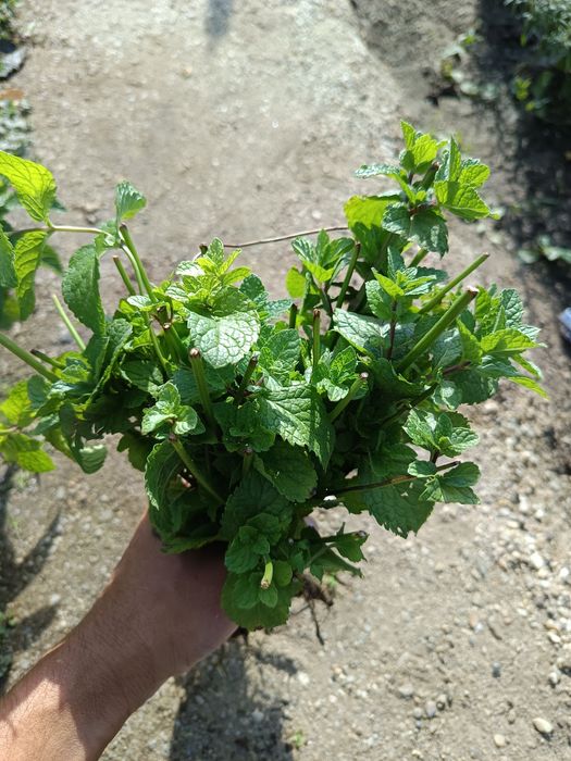 Plante de mentă pentru plantat sau ghivece