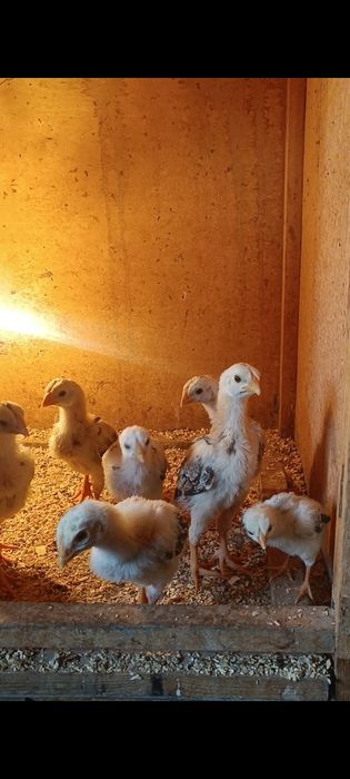 Dakan jojala sotiladi