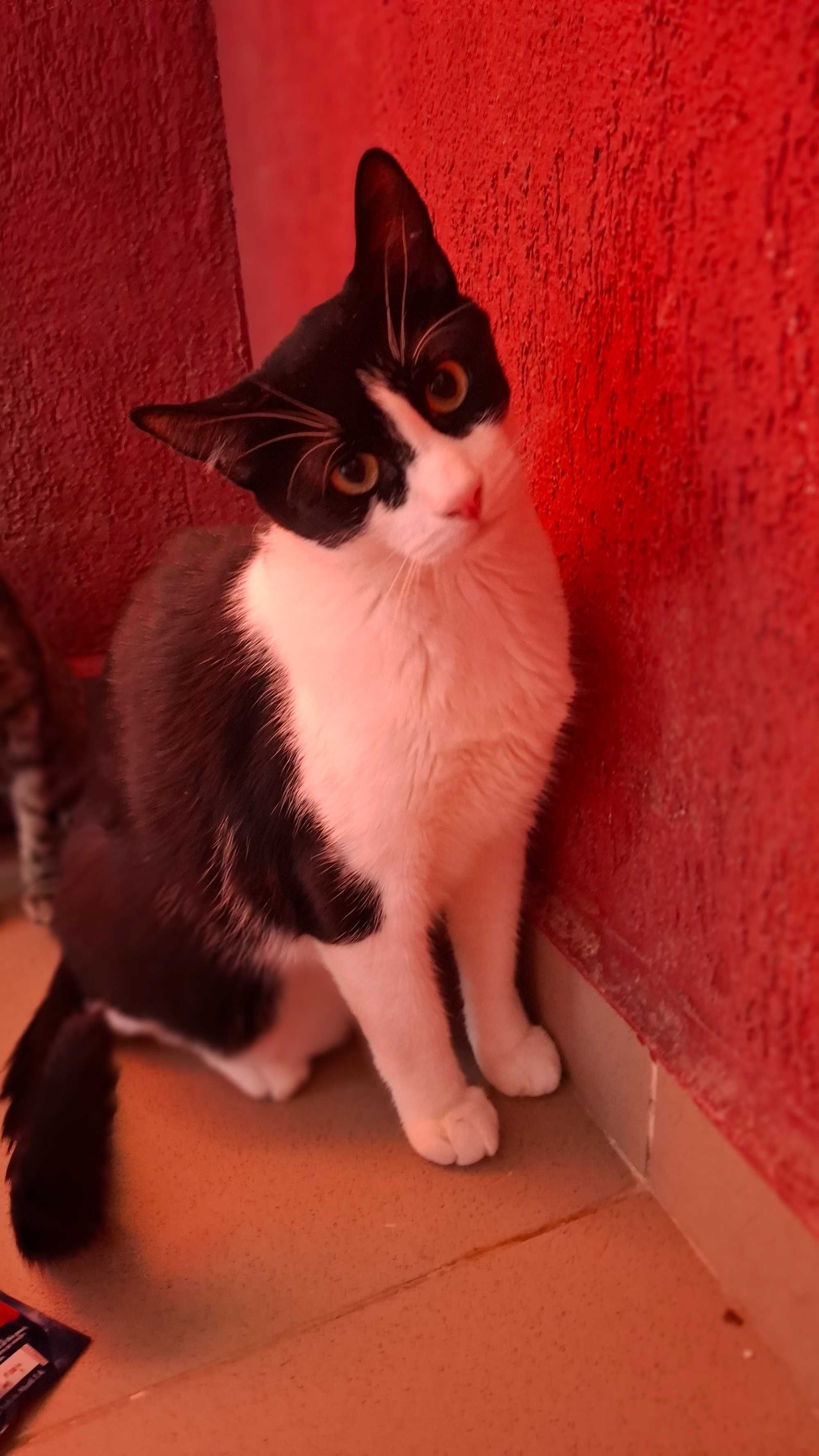 Adoptie pisica motan alb negru castrat Apollo