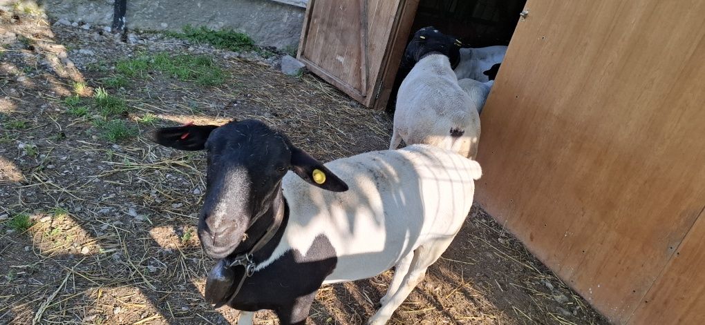 De Vânzare Oi Dorper