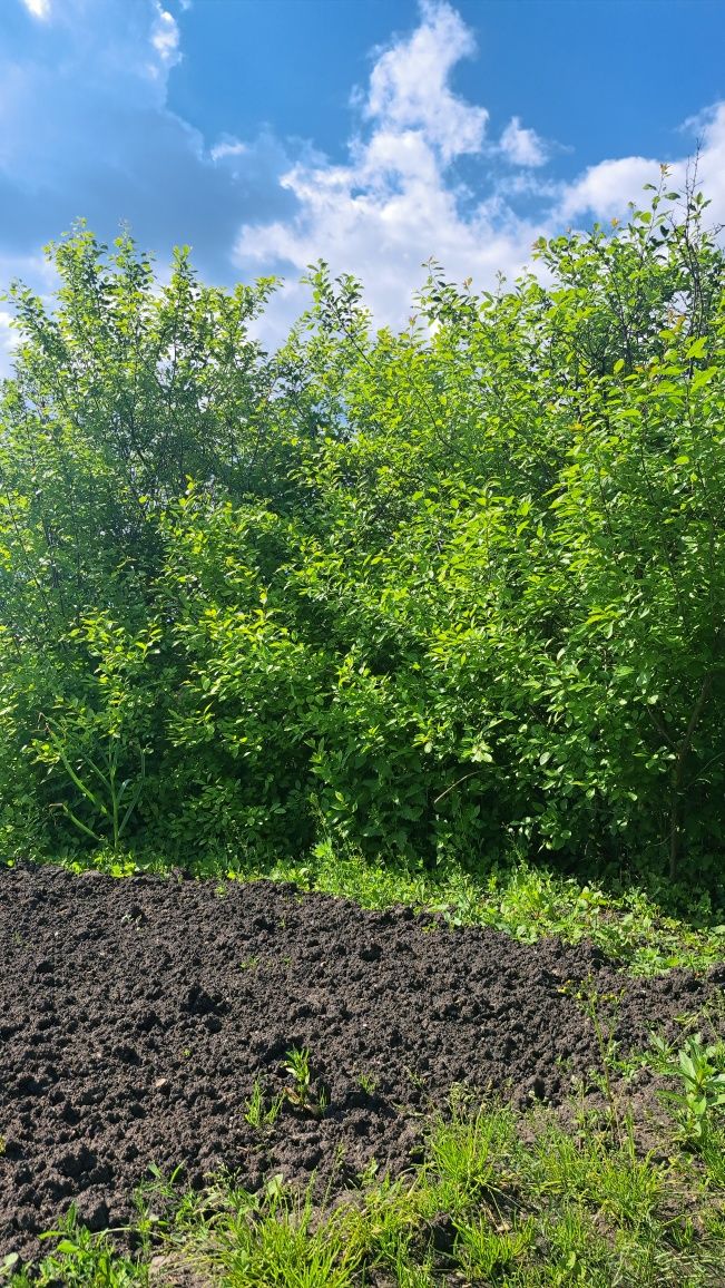 Продам ухоженную дачу в дачном обществе,,Борки,,