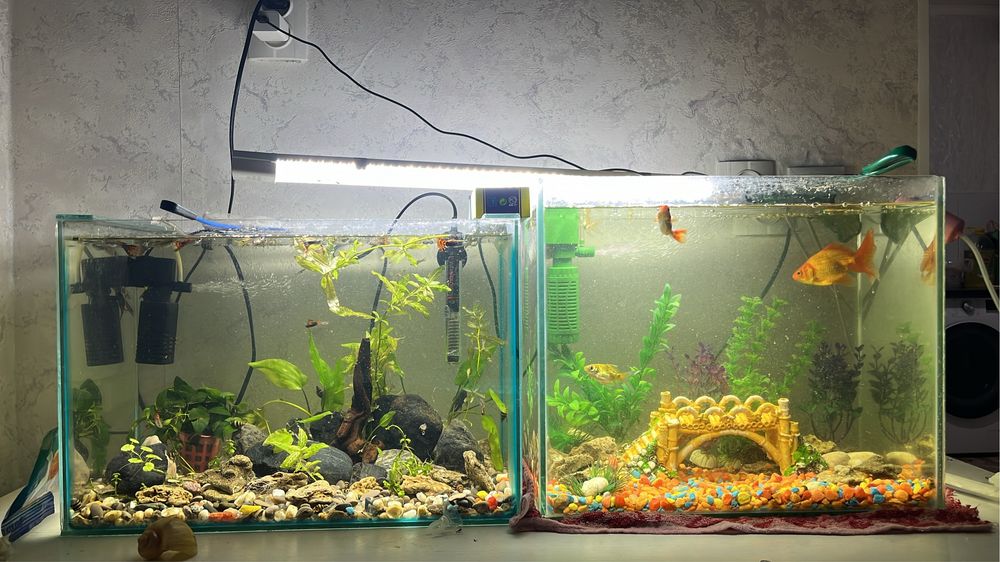 Готовый аквариум (комплектованный)