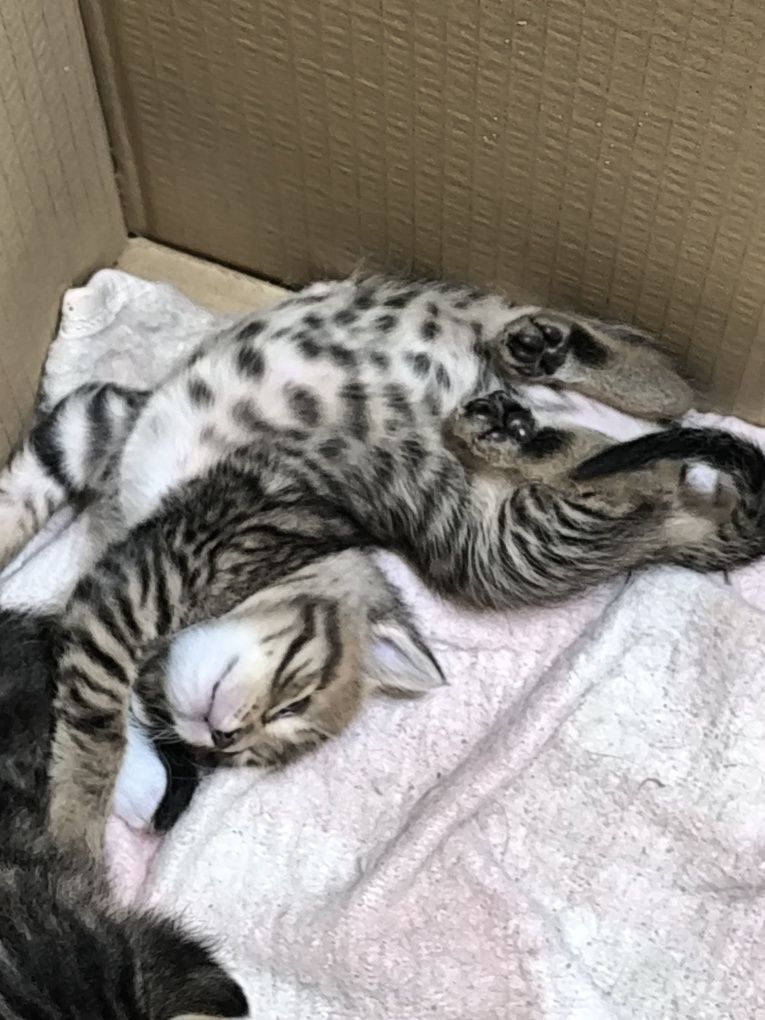Подарявам малки котенца