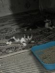 Scottish fold Qiz bola sotiladi (Toza qon)