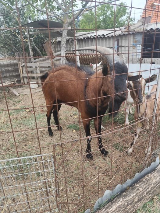 Vând sau schimb țap alpin francez