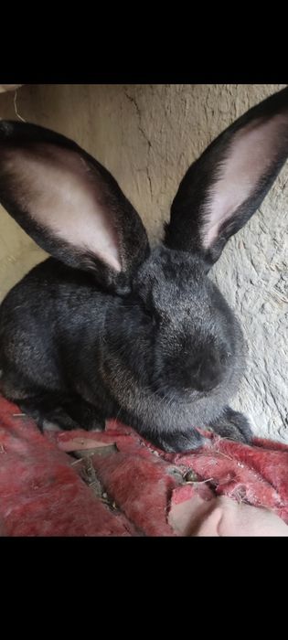 Flandr gigant quyon sotiladi