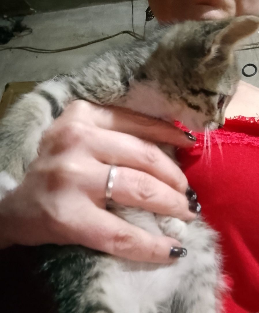 Котята бесплатно
