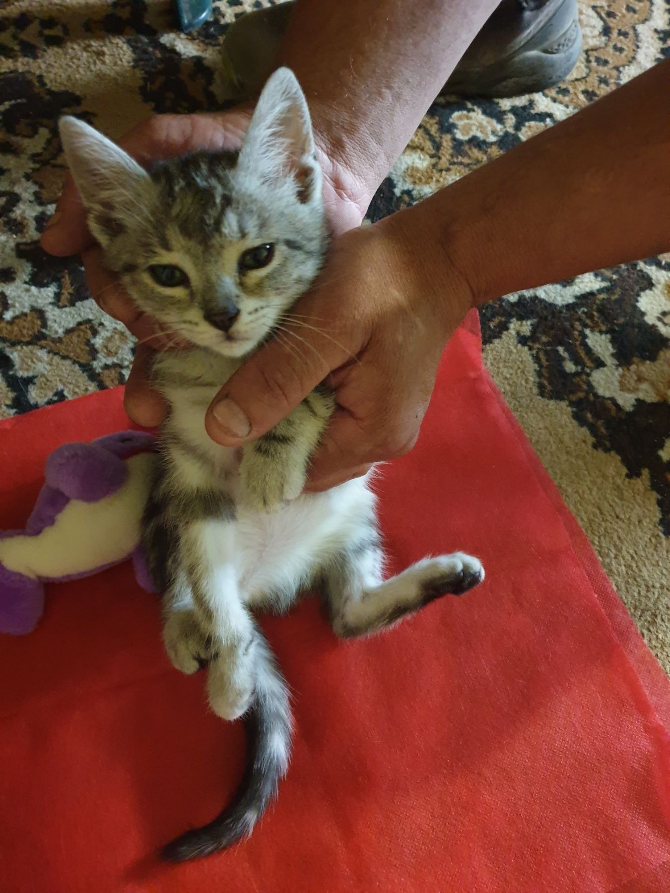 Подарявам  женско котенце