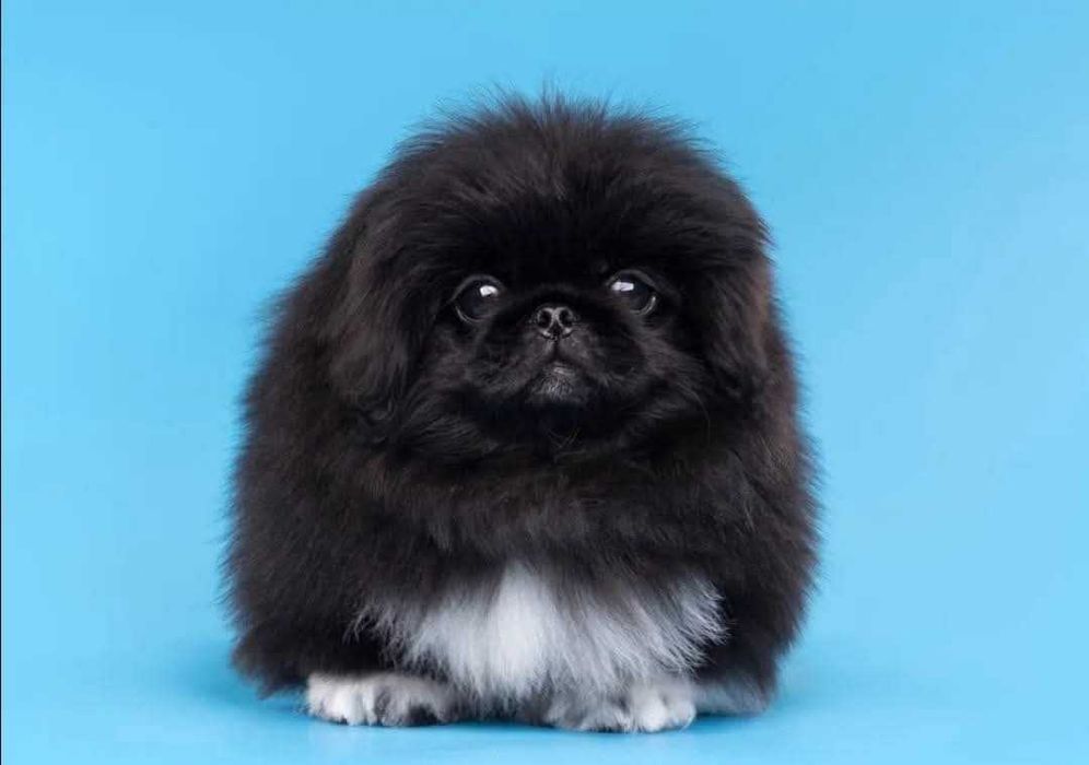 Продам щенков пекинеса мальчика